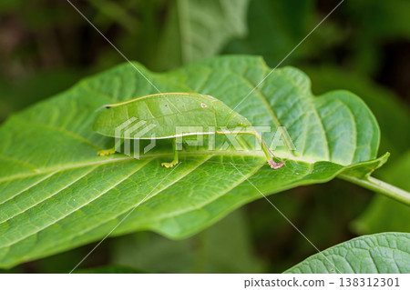 Close up of Pseudophyllus titan or giant leaf katydid on green leaf Close up of Pseudophyllus titan or giant leaf katydid on green leaf 138312301
