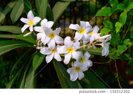 The Frangipani flower or Champaca Lao flower is the national flower of Laos in full bloom on a branch against lush green foliage. The Frangipani flower or Champaca Lao flower is the national flower of Laos in full bloom on a branch against lush green foliage. 138312302
