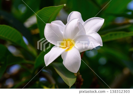 The Frangipani flower or Champaca Lao flower is the national flower of Laos in full bloom on a branch against lush green foliage. The Frangipani flower or Champaca Lao flower is the national flower of Laos in full bloom on a branch against lush green foliage. 138312303