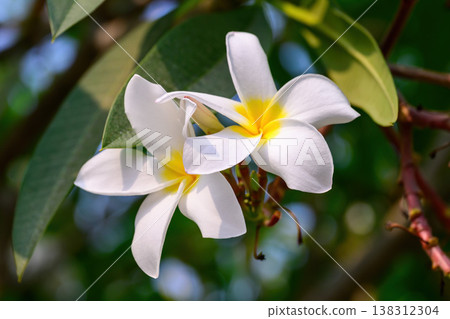 The Frangipani flower or Champaca Lao flower is the national flower of Laos in full bloom on a branch against lush green foliage. 138312304