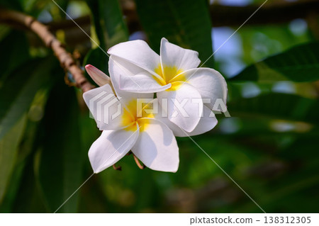 The Frangipani flower or Champaca Lao flower is the national flower of Laos in full bloom on a branch against lush green foliage. 138312305
