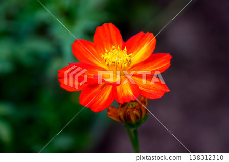 Close-up Orange Mexican aster or Cosmos flower blooming in the garden, Family Asteraceae. Close-up Orange Mexican aster or Cosmos flower blooming in the garden, Family Asteraceae. 138312310