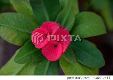 Euphorbia milli flower or Crown of thorns plant Bright red flowers with beautiful contrasting yellow stamens, green leaves, thorny stems it a auspicious flower. Euphorbia milli flower or Crown of thorns plant Bright red flowers with beautiful contrasting yellow stamens, green leaves, thorny stems it a auspicious flower. 138312311