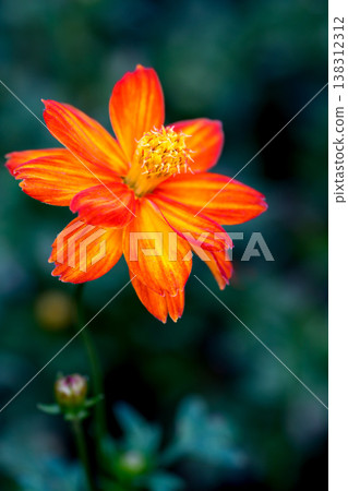 Close-up Orange Mexican aster or Cosmos flower blooming in the garden, Family Asteraceae. 138312312