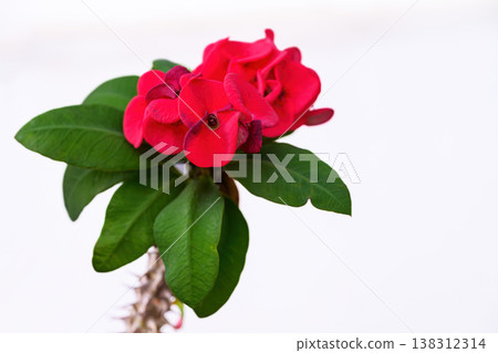 Euphorbia milli flower or Crown of thorns plant Bright red flowers with beautiful contrasting yellow stamens, green leaves, thorny stems it a auspicious flower. Euphorbia milli flower or Crown of thorns plant Bright red flowers with beautiful contrasting yellow stamens, green leaves, thorny stems it a auspicious flower. 138312314