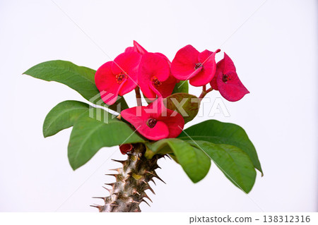 Euphorbia milli flower or Crown of thorns plant Bright red flowers with beautiful contrasting yellow stamens, green leaves, thorny stems it a auspicious flower. 138312316