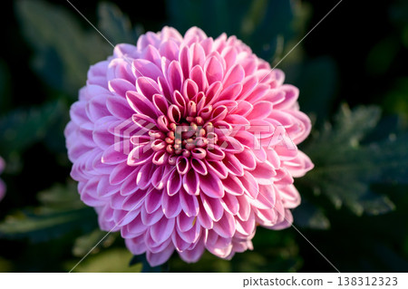 Close-up Pink Pompon Chrysanthemum flower blooming in the garden, beautiful pompon flower. Close-up Pink Pompon Chrysanthemum flower blooming in the garden, beautiful pompon flower. 138312323