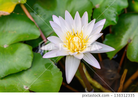 Close-up of blooming Nymphaea nouchali or water lily flowers with green leaf in the basin. Close-up of blooming Nymphaea nouchali or water lily flowers with green leaf in the basin. 138312335