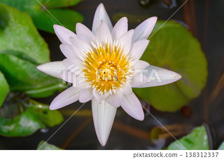 Close-up of blooming Nymphaea nouchali or water lily flowers with green leaf in the basin. 138312337