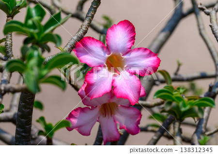 Close up Adenium obesum flowers or Desert rose in full bloom bright and freshness. Close up Adenium obesum flowers or Desert rose in full bloom bright and freshness. 138312345