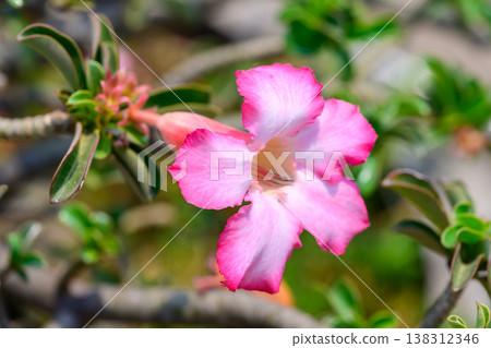 Close up Adenium obesum flowers or Desert rose in full bloom bright and freshness. 138312346