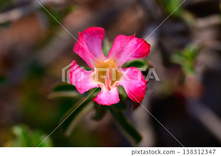 Close up Adenium obesum flowers or Desert rose in full bloom bright and freshness. 138312347