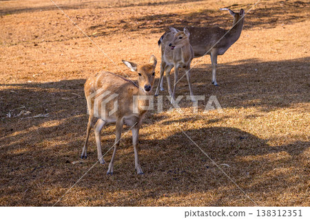 Group of Spotted Deer Feeding in a field Under a Tree. 138312351