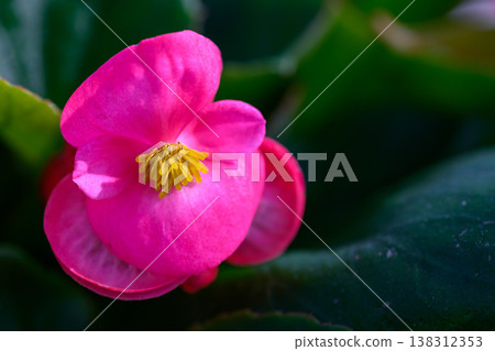 Close-up pink Begonia flower blooming in the garden. Family Begoniaceae. 138312353