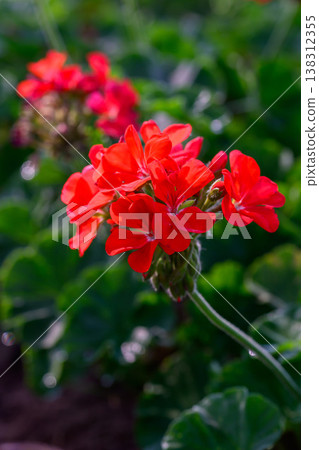 Close-up Red Geranium flowers in the inflorescence on a green background. Close-up Red Geranium flowers in the inflorescence on a green background. 138312355