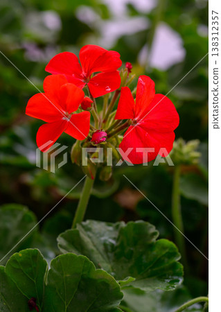Close-up Red Geranium flowers in the inflorescence on a green background. 138312357