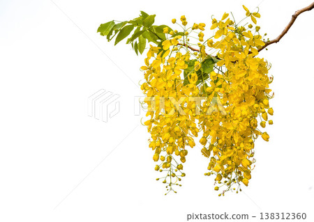 The Golden Shower Tree or Cassia fistula is the national flower of Thailand on isolate white background 138312360