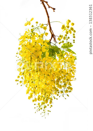 The Golden Shower Tree or Cassia fistula is the national flower of Thailand on isolate white background The Golden Shower Tree or Cassia fistula is the national flower of Thailand on isolate white background 138312361