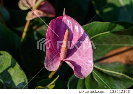 Close up of a red Flamingo Flower or Anthurium andraeanum flower blooming in the garden. Family Araceae. Close up of a red Flamingo Flower or Anthurium andraeanum flower blooming in the garden. Family Araceae. 138312368