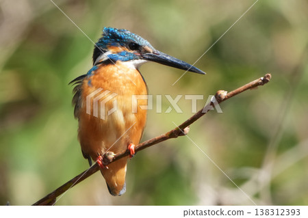 Kingfisher Kingfisher 138312393