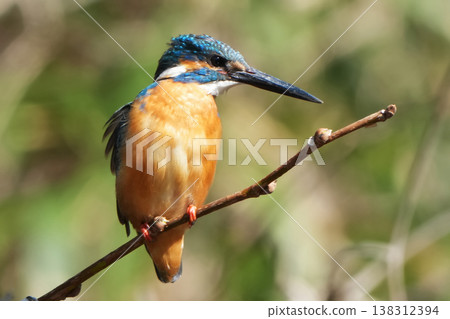 Kingfisher Kingfisher 138312394