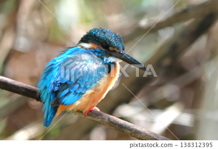 Kingfisher Kingfisher 138312395