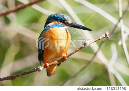 翠鳥 翠鳥 138312398