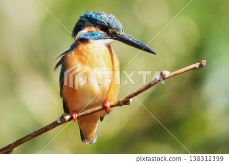Kingfisher Kingfisher 138312399