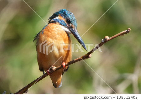 Kingfisher Kingfisher 138312402