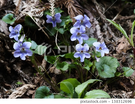 Viola grypocera 138312696