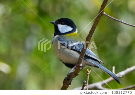 山雀在樹枝上邊緣 山雀在樹枝上邊緣 138312770