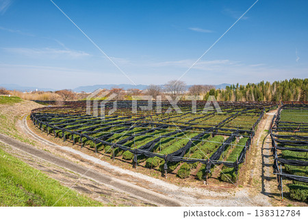 Tea fields spreading along the Kizu River riverbed, Yawata City, Kyoto Prefecture Tea fields spreading along the Kizu River riverbed, Yawata City, Kyoto Prefecture 138312784