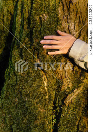 Womans Hand Touching Tree Trunk with Moss 138313202