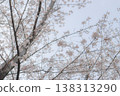 櫻花抬頭 138313290