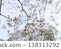 櫻花 138313292