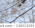 櫻花 138313293