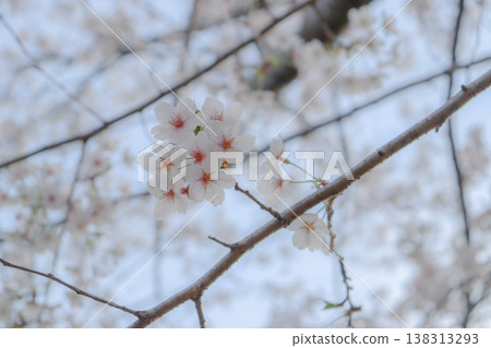 Cherry blossom 138313293