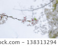 櫻花 138313294
