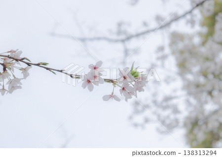 櫻花 櫻花 138313294