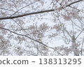 櫻花盛開 138313295