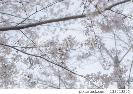 Cherry blossoms are in full bloom Cherry blossoms are in full bloom 138313295