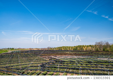 Tea fields spreading along the Kizu River riverbed, Yawata City, Kyoto Prefecture Tea fields spreading along the Kizu River riverbed, Yawata City, Kyoto Prefecture 138313301