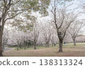 有櫻花的公園 138313324