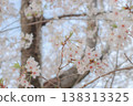 採取春天陽光的佐倉 138313325