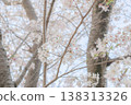 櫻花 138313326