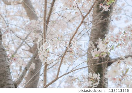 櫻花 櫻花 138313326