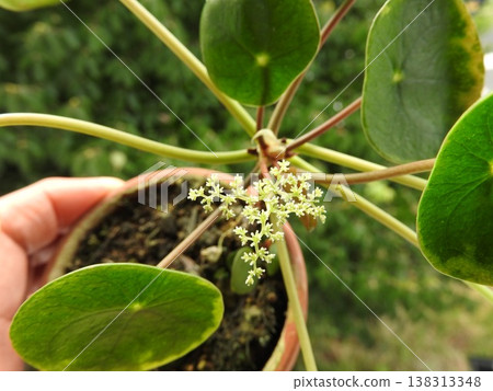 The flowers of Pilea peperomioides have cute, round leaves. 138313348