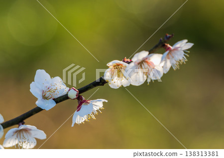 逆光拍攝的白色梅花和枝條特寫(照片#38) 逆光拍攝的白色梅花和枝條特寫(照片#38) 138313381