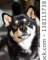 Close-up of a black and tan Shiba Inu dog looking up in soft natural light. 138313738