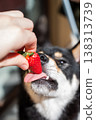 A Shiba Inu dog licks a fresh strawberry held in a person's hand. 138313739